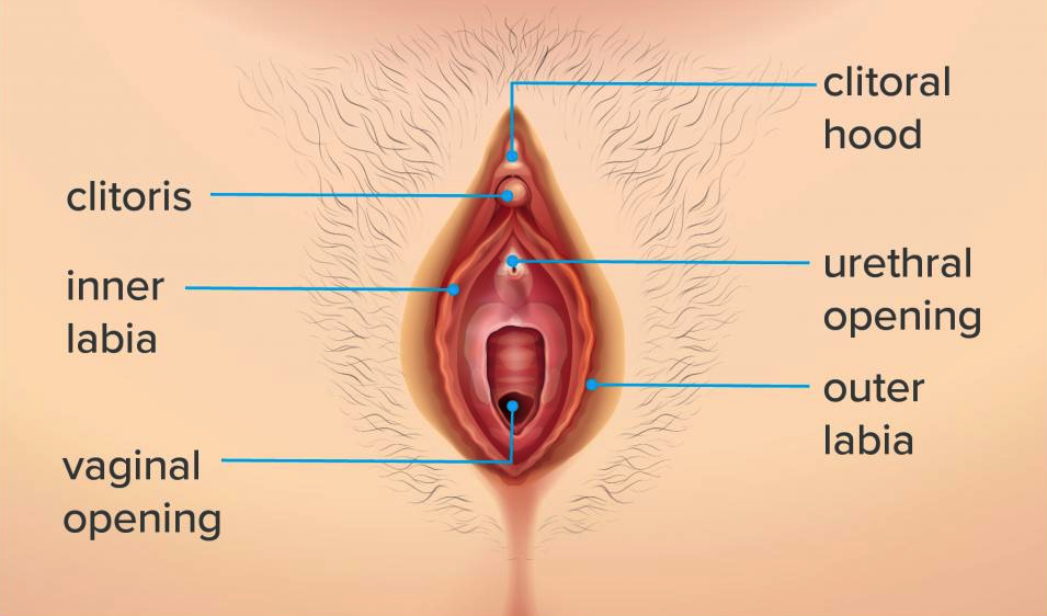 female anatomy, clit